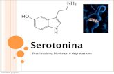 Serotonina ed effetti sui propri recettori