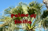 Palme di Sicilia