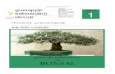 Guida Alla Coltivazione Del Bonsai