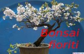 Darvoto bonsay - Flowers