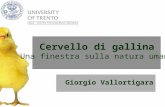 Giorgio Vallortigara Cervello di gallina Una finestra sulla natura umana.