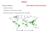 RISO Oryza sativa L. Famiglia Graminaceae Origine asiatica Coltivato su 150 milioni di ettari Alimento base per metà popolazione mondiale.