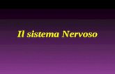 Il sistema Nervoso. Il sistema nervoso Per sistema nervoso si intende un'unità morfo-funzionale altamente specializzato nell'elaborazione di segnali bioelettrici;