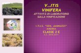 Four Mirr il vino delle 4 terre ITIS Sen. O. Jannuzzi ANDRIA ANDRIA Vino artigianale prodotto dagli alunni della 2 E Andria –Barletta –Trani -Corato Vino.