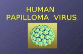 HUMAN PAPILLOMA VIRUS. TRASMISSIONE HPV Si trasmette per via sessuale per il 95% dei casi, attraverso rapporti sessuali con partner portatori durante.