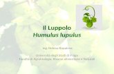 Il Luppolo Humulus lupulus Ing. Helena Kopalova Università degli Studi di Praga Facoltà di Agrobiologia, Risorse alimentarie e Naturali.