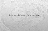 La membrana plasmatica. bolla globuli rossi I globuli rossi rappresentano un sistema ideale per lo studio della membrana plasmatica.