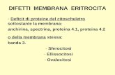 DIFETTI MEMBRANA ERITROCITA - Deficit di proteine del citoscheletro sottostante la membrana: anchirina, spectrina, proteina 4.1, proteina 4.2 o della membrana.