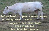 Progetto SeT 2006/2007 ITIS E.Divini San Severino Marche Soluzioni per conservare e mangiare sano.