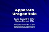 Apparato Urogenitale Paolo Bargellini, DMV Matteo Neroni, DMV Clinica Veterinaria Tyrus, Terni  info@clinicaveterinariatyrus.eu.