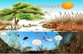 ECOLOGIA. Lecologia è una branca della biologia che analizza i rapporti tra gli esseri viventi e lambiente in cui vivono. Il termine ecologia fu utilizzato.