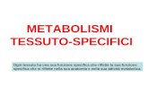 METABOLISMI TESSUTO-SPECIFICI Ogni tessuto ha una sua funzione specifica che riflette la sua funzione specifica che si riflette nella sua anatomia e nella.