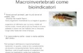 Macroinvertebrati come bioindicatori Sono piccoli animali, per lo più larve di insetti, che Sono piccoli animali, per lo più larve di insetti, che vivono.