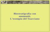 Biostratigrafia con ammoniti. Lesempio del Toarciano Una nuova scoperta. Le ammoniti. Andrea Di Cencio – andrea.dicencio@gmail.com.