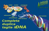 educare alla scienza e alla tecnologia COMPLETA DUPLICA TAGLIA nucleo nucleo cellula cellula mitocondrio mitocondrio DNA mitocondriale DNA mitocondriale.