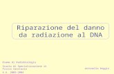 Riparazione del danno da radiazione al DNA Esame di Radiobiologia Scuola di Specializzazione in Fisica Sanitaria A.A. 2003-2004 Antonella Roggio.