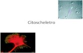 Citoscheletro. Tre tipi di filamenti che formano il citoscheletro Filamenti di Actina Filamenti intermedi Microtubuli.