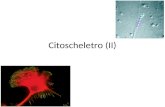 Citoscheletro (II). Organizzazione dei microtubuli.