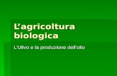 Lagricoltura biologica LUlivo e la produzione dellolio.