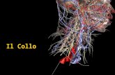 Il Collo. Punti di repere Triangoli del collo Bulbo carotideo Livelli linfonodali Considerazioni anatomiche.