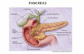 PANCREAS. PANCREATITE ACUTA Processo infiammatorio del pancreas con coinvolgimento vario dei tessuti peripancreatici e degli organi a distanza EDEMATOSA.