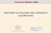 ANATOMIA E ISTOLOGIA DELLAPPARATO LOCOMOTORE Treviso 5 Ottobre 2009 U NIVERSITÀ DEGLI S TUDI DI P ADOVA.