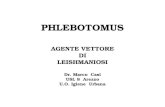 PHLEBOTOMUS AGENTE VETTORE DI LEISHMANIOSI Dr. Marco Casi USL 8 Arezzo U.O. Igiene Urbana