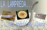 La lampreda è un pesce antichissimo che appartiene agli AGNATI e più precisamente alla classe dei CICLOSTOMI, allordine dei PETROMIZONTI e alla famiglia.