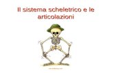 Il sistema scheletrico e le articolazioni. Le funzioni delle ossa e del sistema scheletrico Tessuto osseo e sistema scheletrico svolgono le funzioni di: