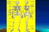 Lo scheletro. FUNZIONI DELLAPPARATO SCHELETRICO Sostegno: rappresenta il sostegno di capo, tronco e arti Protezione: protegge diversi organi e strutture.
