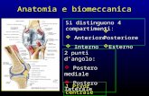 Anatomia e biomeccanica 2 punti dangolo: Postero mediale Postero mediale Postero laterale Postero laterale 1 Pivot centrale Si distinguono 4 compartimenti:
