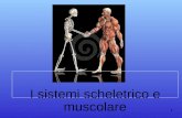 1 I sistemi scheletrico e muscolare. 2 Il sistema scheletrico Endoscheletro: struttura di sostegno allinterno del corpo. È formata da 206 ossa e 68 articolazioni.
