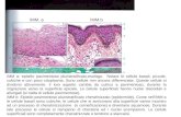 IMM. aIMM.b IMM a: epitelio pavimentoso pluristratificato,esofago. Notare le cellule basali, piccole, cubiche e con poco citoplasma. Sono cellule non ancora