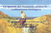 La qualità del frumento tenero in coltivazione biologica Maria Corbellini CRA Istituto sperimentale per la cerealicoltura S. Angelo Lodigiano.