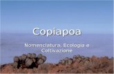 Copiapoa Nomenclatura, Ecologia e Coltivazione. La Questione Nomenclatura Copiapoa horridispina Copiapoa horridispina Copiapoa melanohystrix Copiapoa.