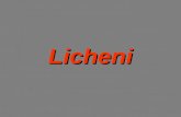 Licheni Generalità Si definisce lichene il vegetale risultante dall'associazione di un fungo con un'alga.Si definisce lichene il vegetale risultante.