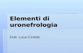 Elementi di uronefrologia Dott. Luca Cindolo. CENNI DI FISIOLOGIA RENALE ELEMENTI DIAGNOSTICI DELLE NEFROPATIE NEFROPATIE GLOMERULARI - Classificazione.