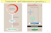 1 Traduzione dellinformazione genetica (1). 2 Traduzione dellinformazione genetica (2) Il processo negli eucarioti richiede: 70 diverse proteine ribosomiali.