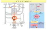 1 Ciclo di Krebs. 2 Complesso della piruvato deidrogenasi (1) Stechiometria della reazione finale