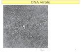1 DNA virale. 2 DNA procariotico 3 DNA eucariotico