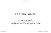 I sistemi motori Midollo spinale: pool neuronali e riflessi spinali Midollo spinale: pool neuronali e riflessi spinali © G. Cibelli, 2006Fisiologia del.