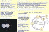 Cellula Procariotica La divisione cellulare è rapida e semplice. I batteri non hanno un nucleo e contengono un solo cromosoma di DNA circolare attaccato.