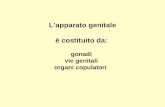 Lapparato genitale è costituito da: gonadi vie genitali organi copulatori.