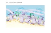 La membrana cellulare. Membrane artificiali Modello di membrana cellulare.