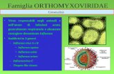 1 Famiglia ORTHOMYXOVIRIDAE Virus responsabili negli animali e nelluomo di infezioni acute, generalmente respiratorie e altamente contagiose denominate.
