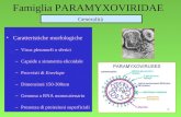 1 Famiglia PARAMYXOVIRIDAE Caratteristiche morfologiche –Virus pleomorfi o sferici –Capside a simmetria elicoidale –Provvisti di Envelope –Dimensioni 150-300nm.
