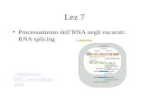 Lez 7 Processamento dellRNA negli eucaroti: RNA splicing..\Animations\ch12 _transcription.html.
