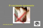 Il carcinoma mammario Università di Catania. Il carcinoma mammario Il tumore più frequente tra le donne Europee e del Nord America In Italia lincidenza.