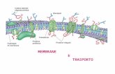 MEMBRANE E TRASPORTO. Ruolo svolto dalla membrana plasmatica -mantenere la permeabilità selettiva di piccole e grandi molecole -accumulo di nutrienti.