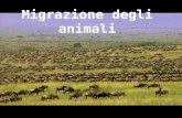 Migrazione degli animali. Cosa vuol dire migrazione? Migrazione: Movimenti stagionali o ciclici Migrante vs. Residente.